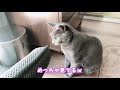 先住猫と新入り保護猫の１日目　 16