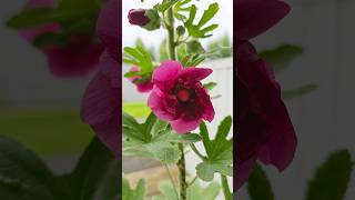 Hollyhock Flowers Blooming