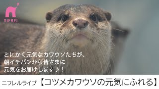 ニフレルライブ『コツメカワウソの元気にふれる』