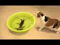 Funniest Animals 2023 😂 Funny Cats and Dogs | Funny Animal Videos #10