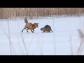 Лиса нападает на нутрию на замороженном пруду 🦊