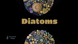 What are diatoms?