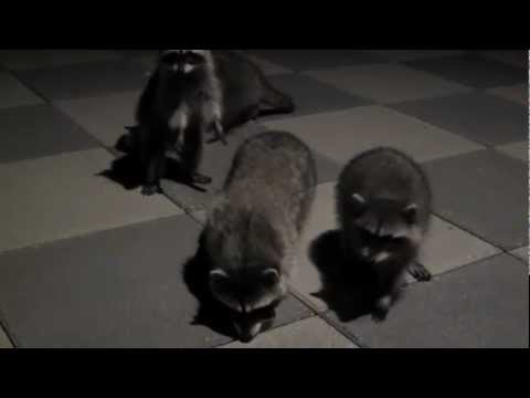 Baby Raccoons Sounds Baby Raccoons Sounds