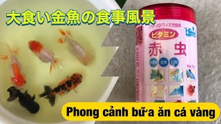 ［ベランダ水槽］金魚 らんちゅう　餌やり風景　赤虫使用　ban công của bể cá