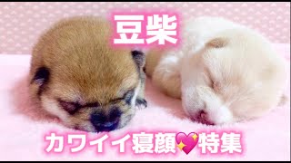 ［癒し動画］豆しば子犬のとびきりカワイイ寝顔💖特集❗️❗️