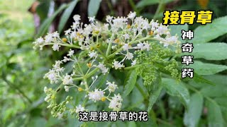 农村这种植物叫“接骨草”，你知道它的价值吗？挖一些回家晒干