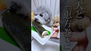 犬も食べられる恵方巻き🐶　#shorts #トイプードル #犬