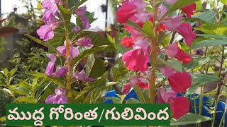 అందమైన ముద్ద గోరింక పూలు/గులివింద/Best flower plant in summer \u0026 Rainy season/Balsam/propogation