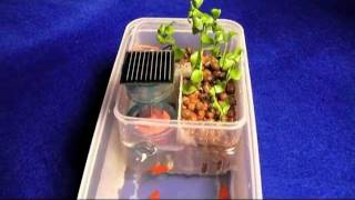 太陽能魚菜共生盒 mini-aquaponics