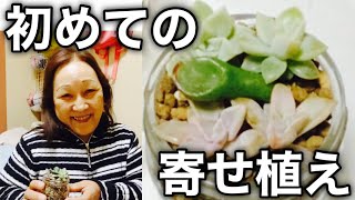 【多肉植物】神回!?オカンの独創的寄せ植え/〇〇をイメージして作りました♡