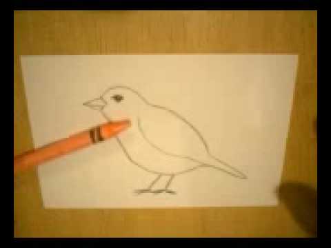 Bird Youtube
