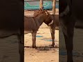 love beyond humans a donkey’s kiss 🐴❤️ shorts donkey animals