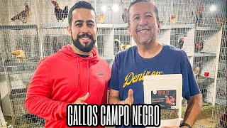 Ing Fernando - Gallos Campo Negro