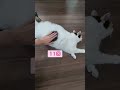 何回タップしたら怒るかな　 cat　 猫