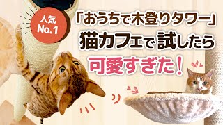 【検証】本当に使ってくれる？猫の「登りたい」本能を叶えて大人気のキャットタワーを猫カフェで試してみた！