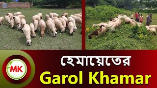 হেমায়েতের গাড়ল খামার । Sheep Farming in Bangladesh । sheep farming । vera । garol