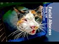 A stray cat (Video 2/2) has a gigantic facial abscess. Cat fight or malar abscess?