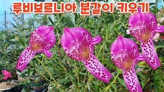 #루비보르니아 #분갈이 #키우기 의정부들꽃사랑