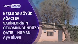 Keşlədə söyüd ağacı ev sakinlərinin gecəsini-gündüzə qatıb – Hər an aşa bilər