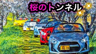 🚗🏁  軽オープンカー　DAIHATSUコペン/HONDAビート  桜のトンネル なるふちダムKカークラブ