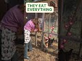 Composting with Chickens 🐓