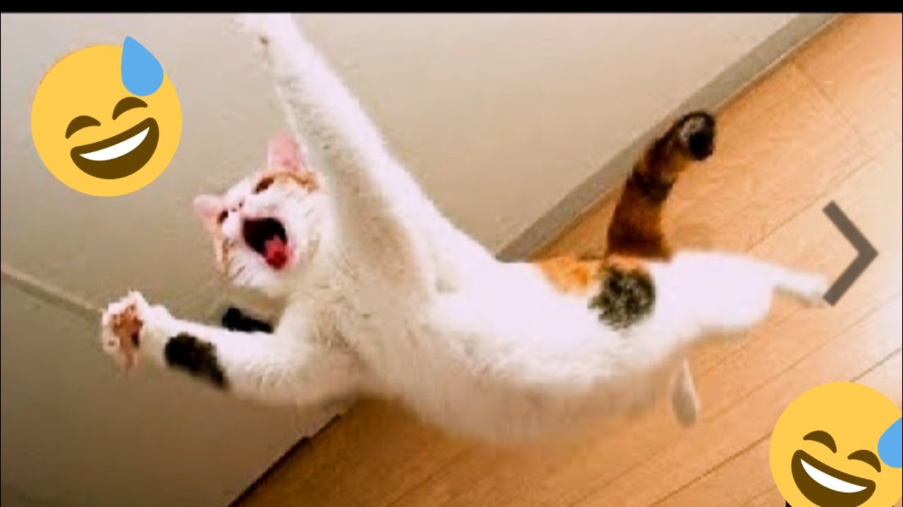 Funny Cats Jumping Fail Compilation 仍 仍 Funny Animals Video