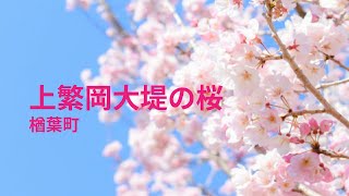 上繁岡大堤の桜（楢葉町） /　ふくしま、いいとこ。ONLINE SAKURA TOUR 2022