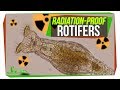 Bdelloids: The Most Hardcore Animals in the World?