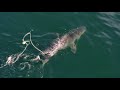 Successful End to White Shark Expedition Massachusetts