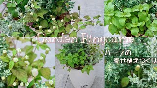 【ガーデニング】ハーブの寄せ植えづくり🌿【寄せ植え】