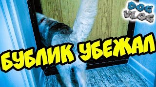 DOGVLOG: ХАСКИ БУБЛИК УБЕЖАЛ....