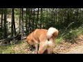 愛犬柴犬のプリプリお尻♪