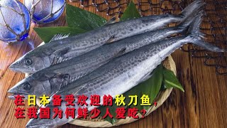 被日本人视为“脑黄金”的秋刀鱼，在中国并不受待见，这是为何？Why the saury is not popular in China?