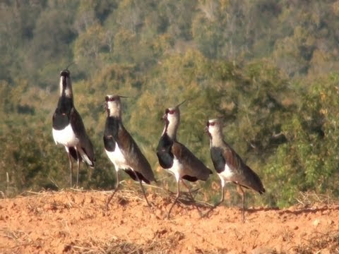 Quero-quero (Vanellus chilensis)