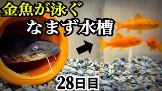 ナマズの病気が治ったので金魚が泳ぐ水槽へ導入する。【痩せたナマズ28日目】