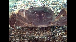 モクズガニ　Japanese mitten crab　Eriocheir japonica