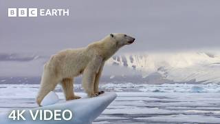 Incredible 4K Nature Scenes Narrated By David Attenborough | BBC Earth