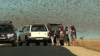 Praga de gafanhotos em Madagascar