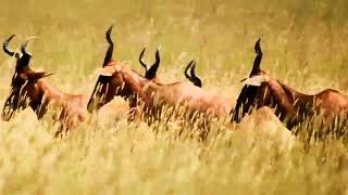 1712 Hartebeest Swayne's YT 6646 9