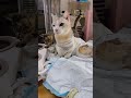 熱男１０歳　損傷脊髄猫⑦水が自力で飲めるようになりました。 介護猫 cat 脊髄♯再生医療♯保護猫