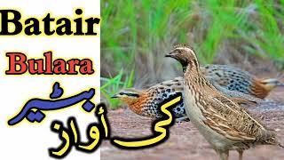 Batair ka Bulara/Quail Bulara with Hunting/بٹیر بولارا کی اوریجنل آواز