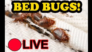 The Bed Bug Show - LIVE - But Different?