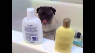 AMAZING PUG TALKS,Funny Pugs 2015 . Pugs compilation !