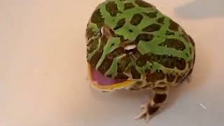 33 Screaming Frogs