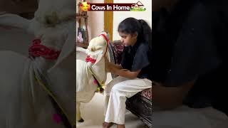 Cows in home 😍 #free #youtube #lovely #yt #viral #pets #reels #tiktok #flute #miniature #punganur