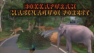 Masinagudi forest at Bokkapuram road | Mudumalai tiger reserved forest #masinagudi #mudumalai #ooty