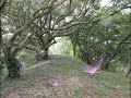 5分钟 诚心 5min 沉淀 放下执着 万物吸引 金钱 能量 成功 into a mystical forest