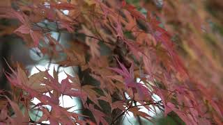 うきはかいねっと　道の駅観光案内所より、紅葉の浮羽稲荷神社の今を紹介。　2018/11/06