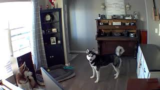 The Secret Life of Pets: What Your Furry Friends Really Do When You're Away! #funnyanimals #animals