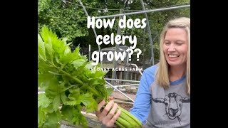 Farm video for kids---How does celery grow?